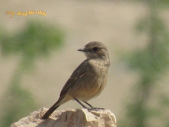 Oenanthe chrysopygia