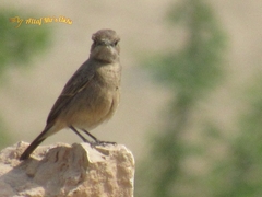 Oenanthe chrysopygia