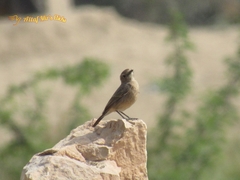 Oenanthe chrysopygia