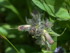 Penstemon whippleanus