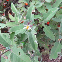 Solanum catombelense
