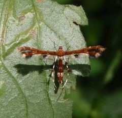 Geina tenuidactylus