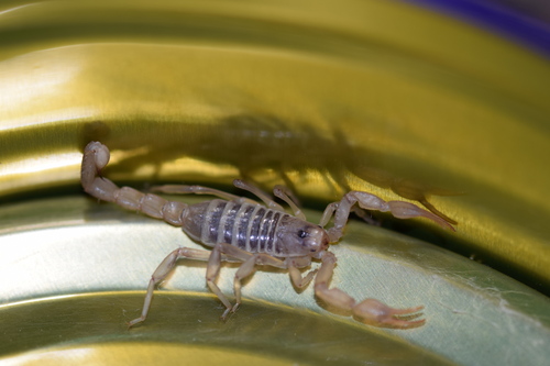 Northern Scorpion photo 5