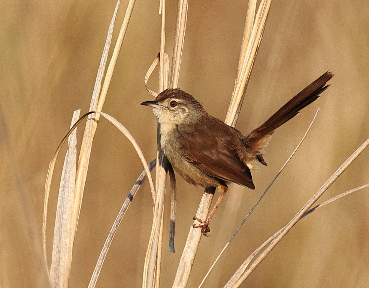 Jungle Prinia (Prinia sylvatica), photo 3