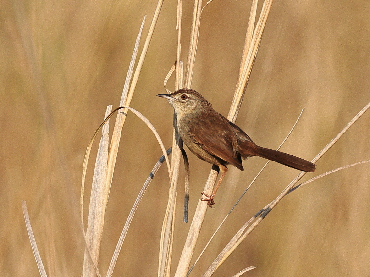 Jungle Prinia (Prinia sylvatica), photo 4
