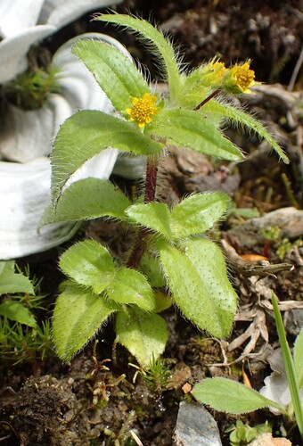 Botao-de-Ouro (Jaegeria hirta)