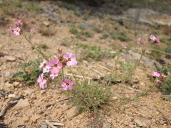 Chamaerhodos grandiflora