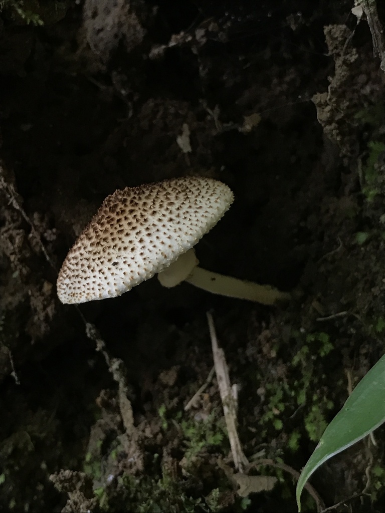 Echinoderma asperum · March 2026 · photo: © paganka (iNaturalist, cc-by-nc)