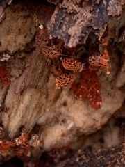 Metatrichia