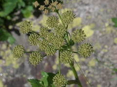 Levisticum officinale