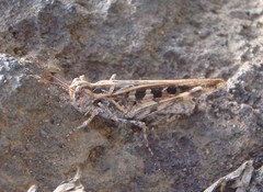 Oedaleus abruptus