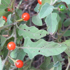 Solanum catombelense