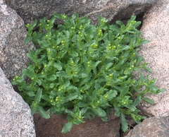 Senecio fremontii