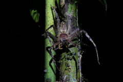 Heteropoda boiei