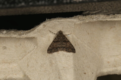 Lipogya exprimataria