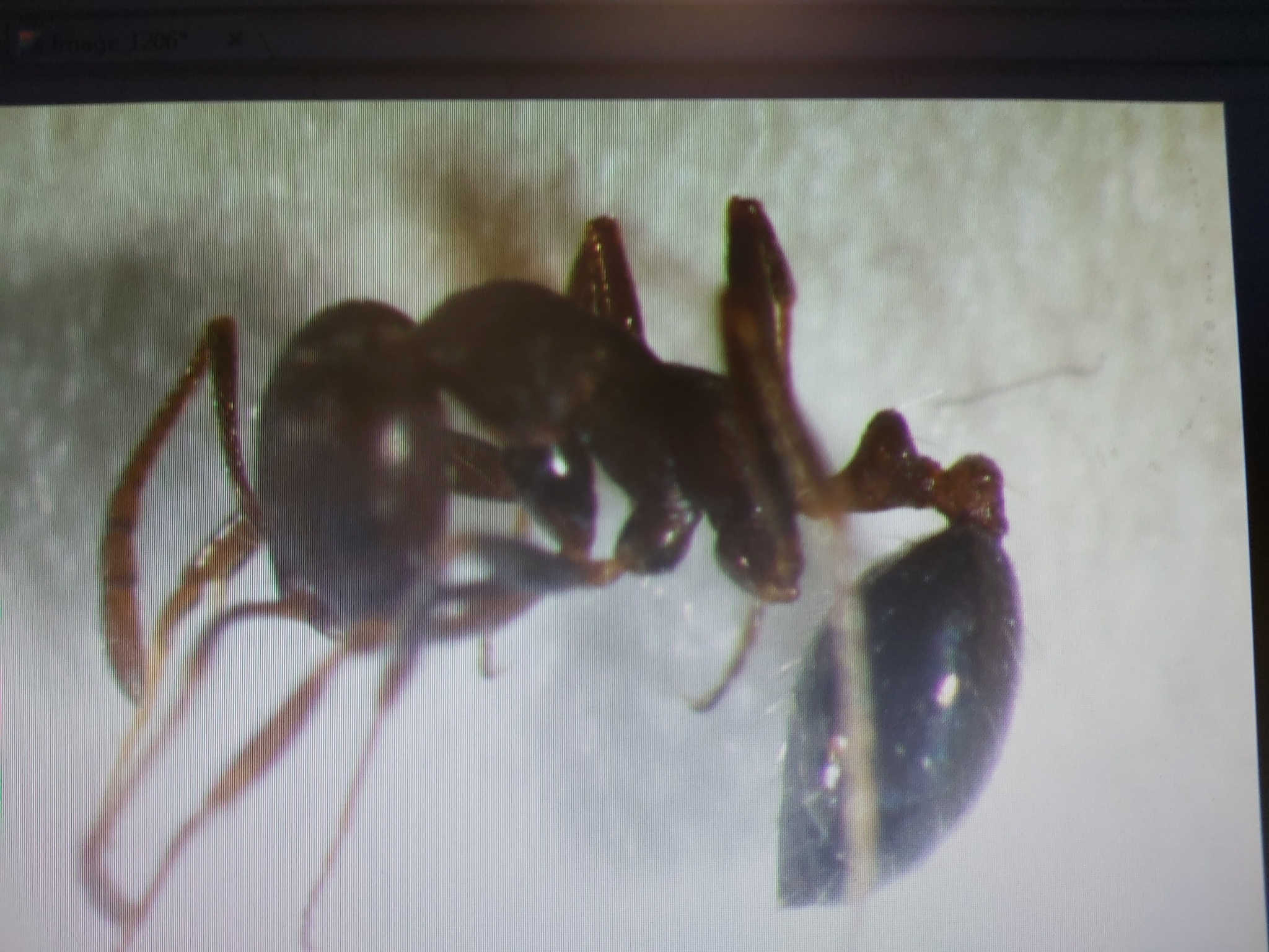 Monomorium subcomae