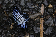 Graphium delessertii