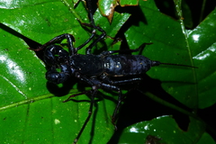 Thelyphonidae