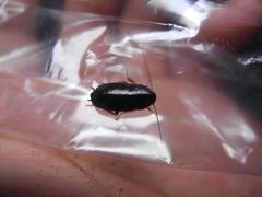 Parcoblatta bolliana