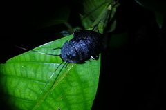 Catara rugosicollis