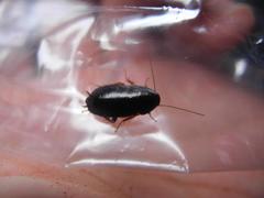 Parcoblatta bolliana