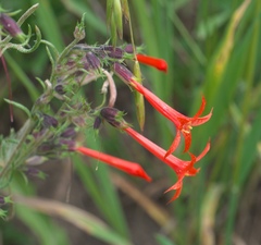 Ipomopsis aggregata aggregata