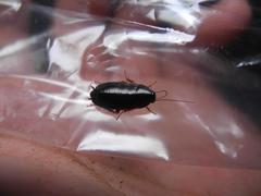 Parcoblatta bolliana