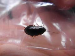 Parcoblatta bolliana