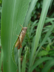 Caelifera