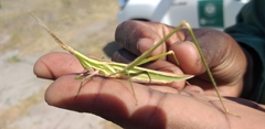 Acrida acuminata