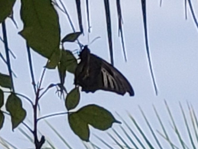 Haliphron Birdwing (Troides haliphron)