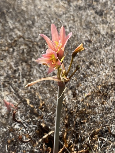 Zephyranthes advena, photograph 6