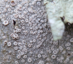 Lecanora subpallens