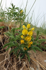 Thermopsis lanceolata