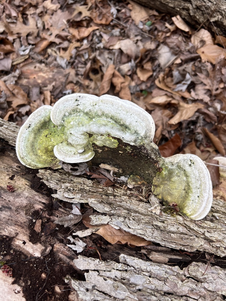 Trametes gibbosa · March 2026 · photo: © ryman56 (iNaturalist, cc0)