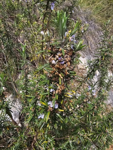 Avistamiento Salvia rosmarinus
