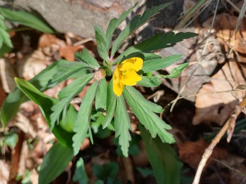 Yellow Anemone
