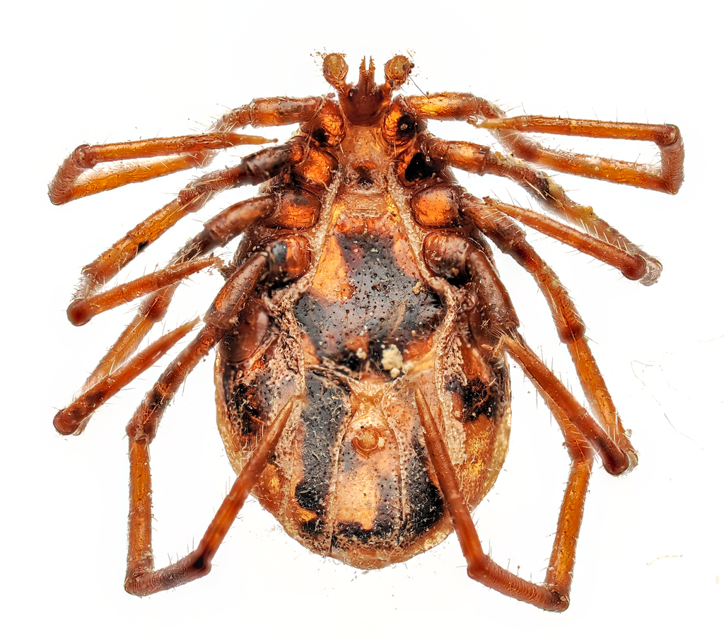 Long-legged Bat Tick