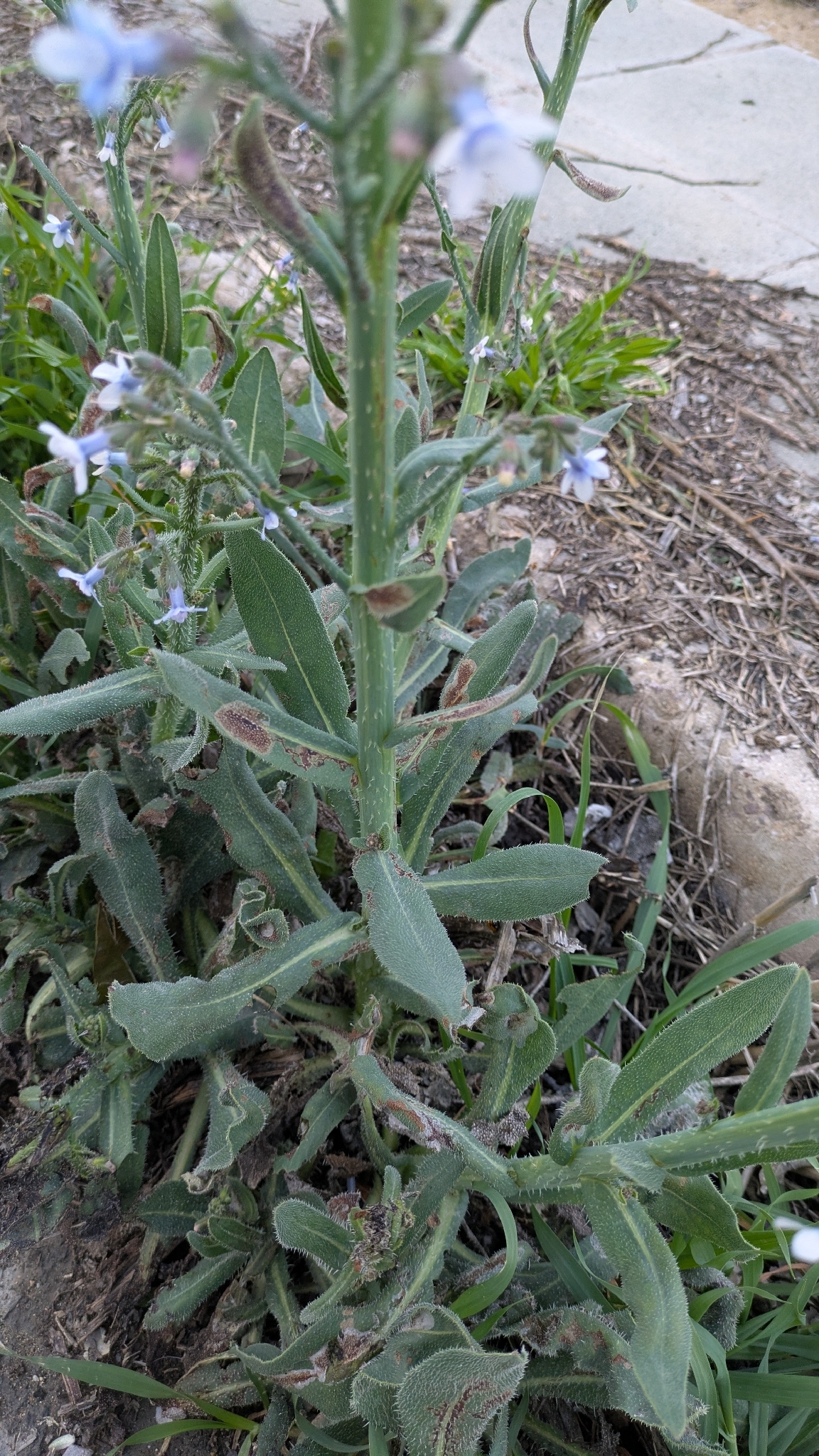 Striped Alkanet (Anchusa strigosa)