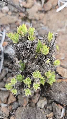 Tetramolopium humile observed 2026-03-21