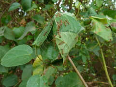 Oecophylla longinoda