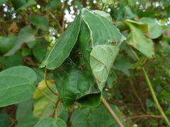Oecophylla longinoda