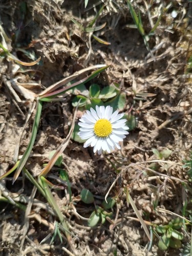 Lawn daisy