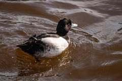 Aythya fuligula