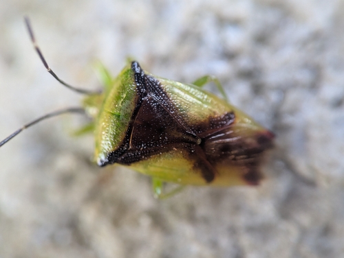 Hercules club stink bug photo 2