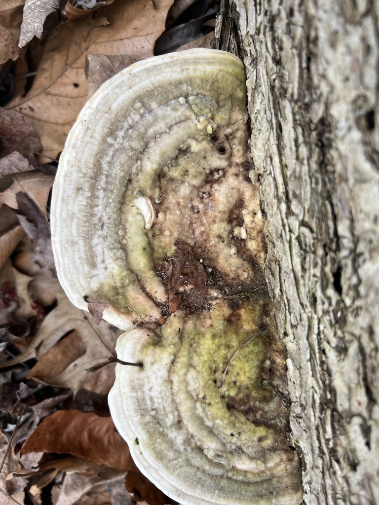 Trametes gibbosa · March 2026 · photo: © ryman56 (iNaturalist, cc0)