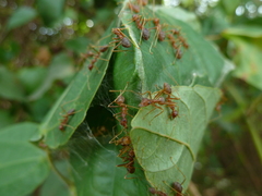 Oecophylla longinoda