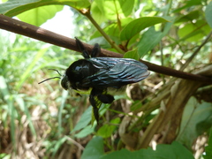 Xylocopa