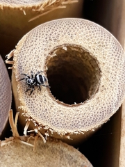 Corythalia argentinensis