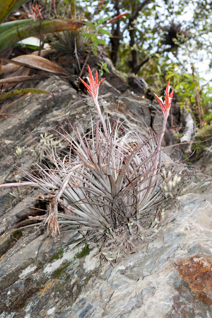 Tillandsia vernicosa